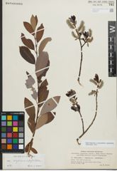 Foto von Salix myrsinifolia Salisb. x Salix phylicifolia L.